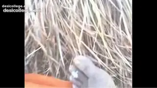 Juicy Kashish Hardcore Chudai - Desi Bhabhi From Noida XXX Video